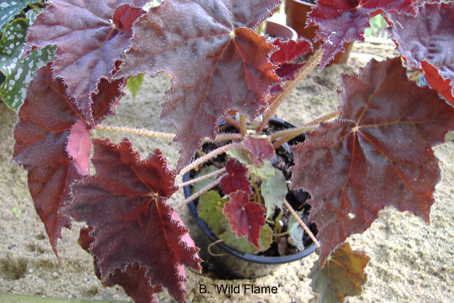 B. ‘Wild Flame’